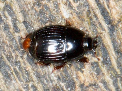 Atholus duodecimstriatus duodecimstriatus